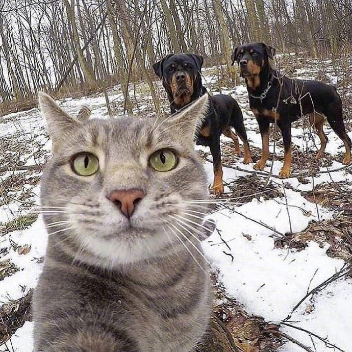 狗老弟:猫大哥,以后自拍就仰仗您了!