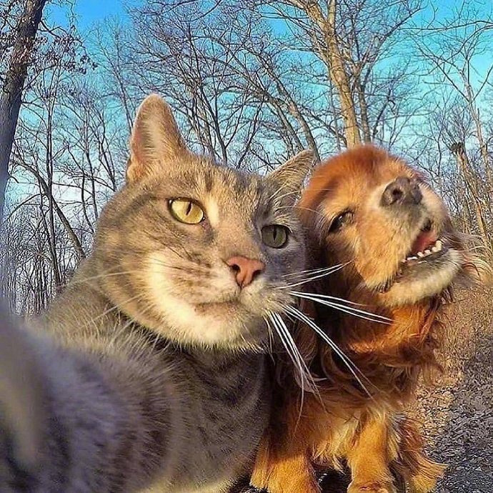 猫带着狗自拍照片图片