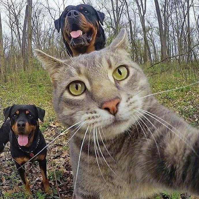 猫带着狗自拍照片图片