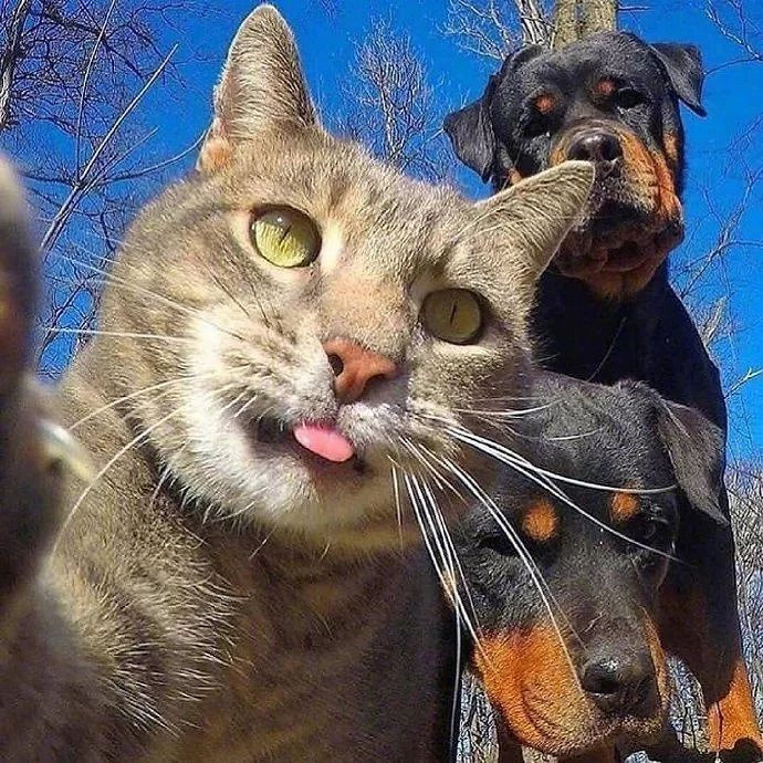 狗老弟:猫大哥,以后自拍就仰仗您了!