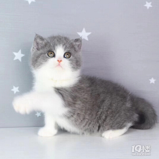蓝白猫-吸猫-杭州19楼