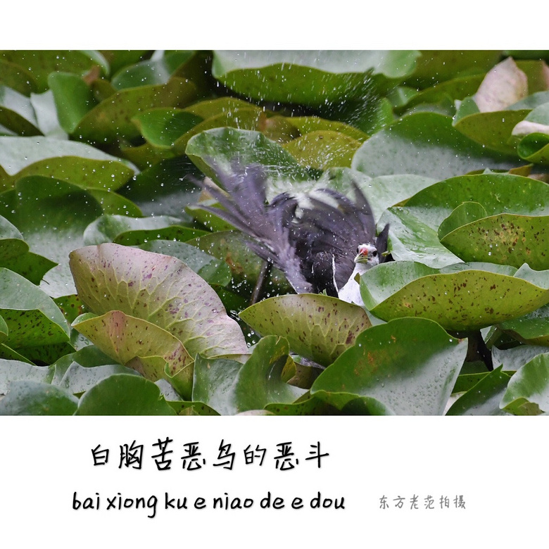 白胸苦恶鸟的恶斗(3)