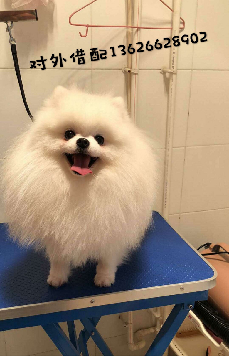 铁包金黄白博美长期对外借配