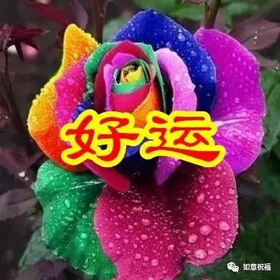 一朵好运花