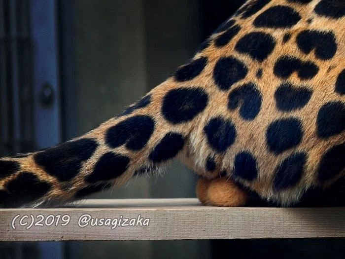 那些年,我们吸过的豹蛋蛋们