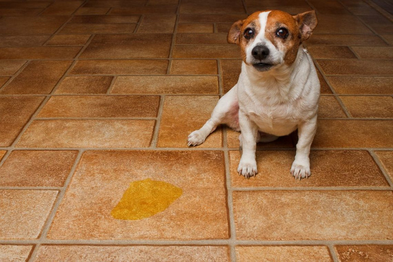 狗狗突然乱拉尿,可能不是不听话,而且泌尿系统出问题