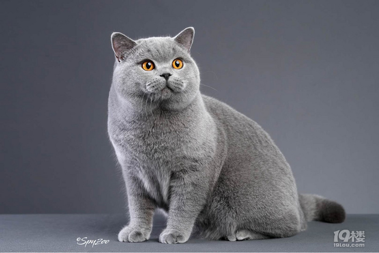 成年赛级母蓝猫,发情了,想找一只公蓝猫配一下