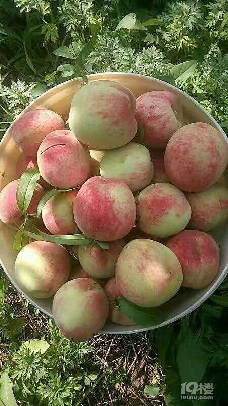 脆甜可口水蜜桃