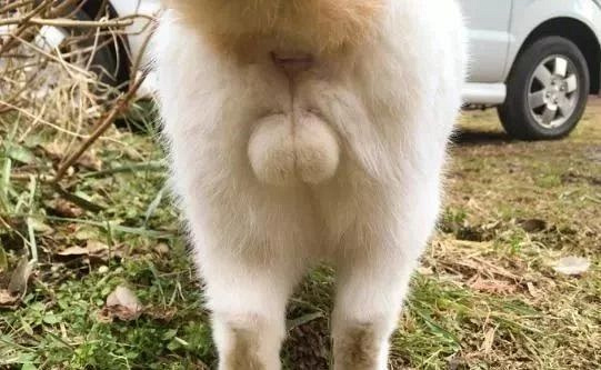 猫蛋蛋写真,总有一款你会喜欢,让你欲罢不能