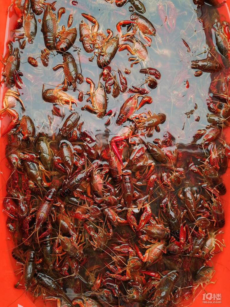 心心念念的小龙虾,爽就一个字
