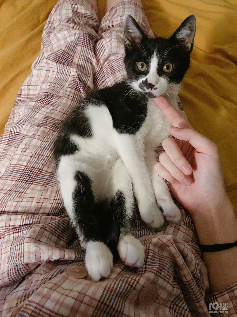 因工作原因想找个人收养丑萌萌的黑白警长猫,超可爱,粘人