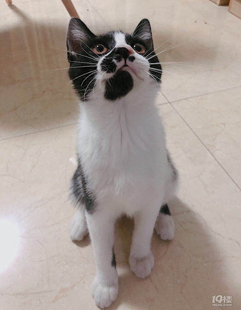 因工作原因想找个人收养丑萌萌的黑白警长猫,超可爱,粘人