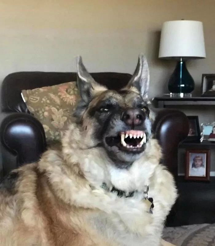 网友:想看看你家狗砸的丑照!结果引来一大批铲屎官疯狂晒照.