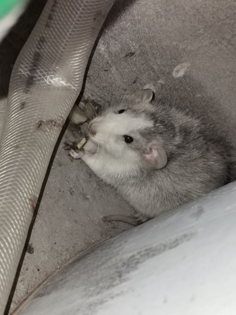 萧山姑娘家跑来一只老鼠没想到之后的一个月惊喜一个接着一个