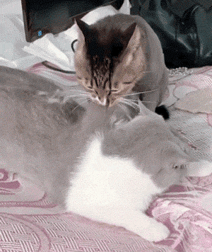 300_356gif 动态图 动图