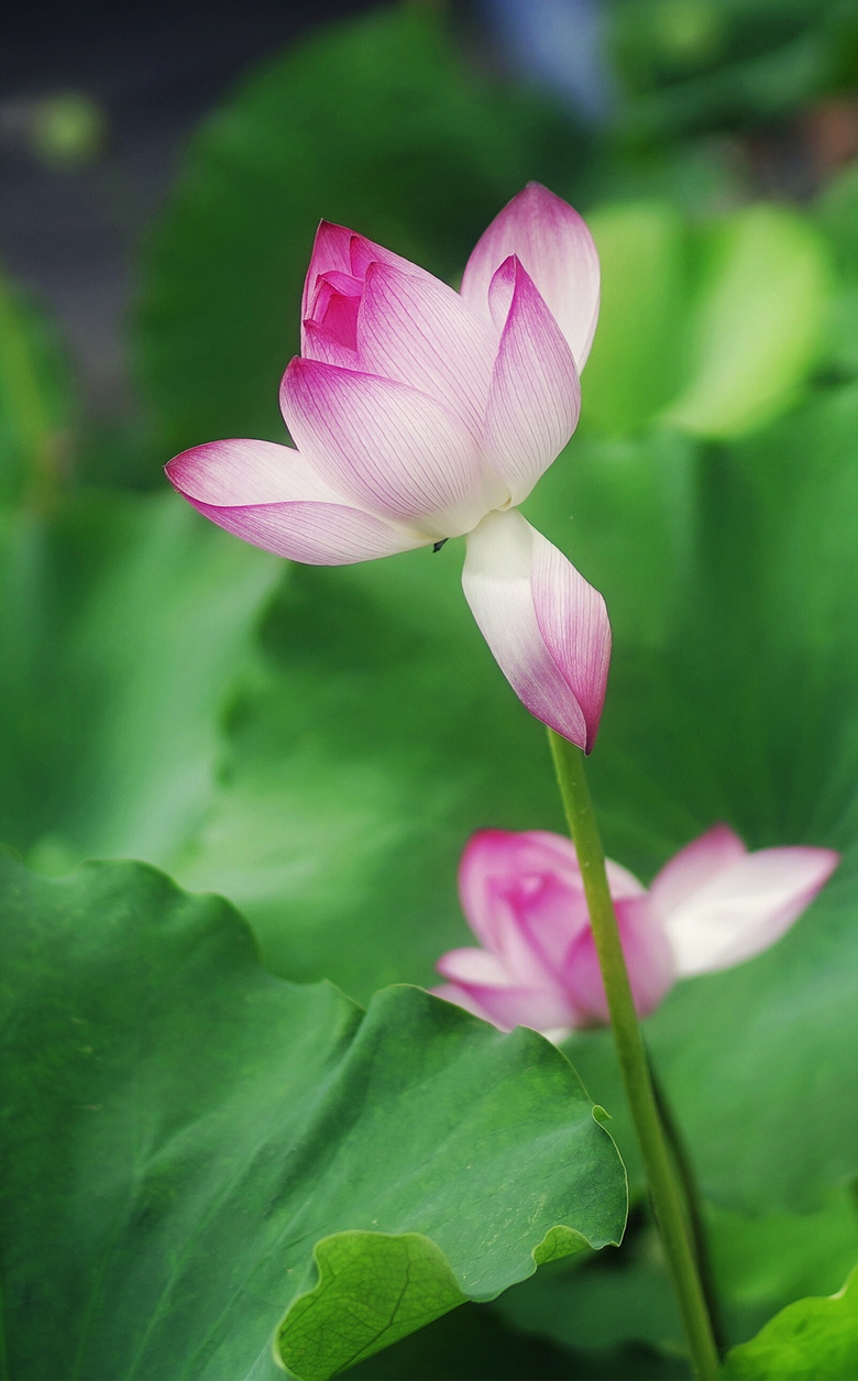 西湖四季都有美景,夏季色彩最艳丽.