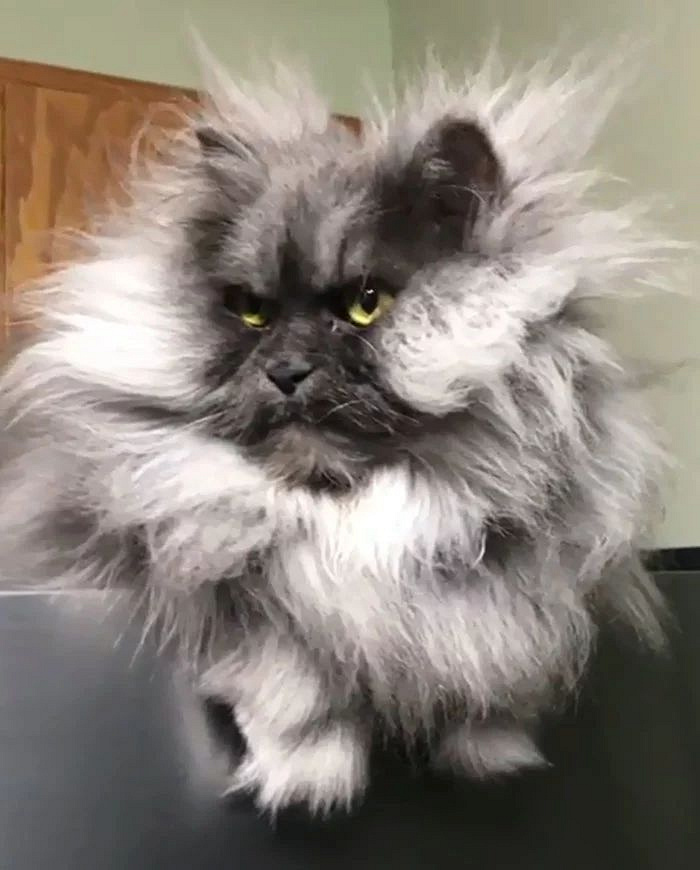 这大概是我见过最"愤怒的猫"了!