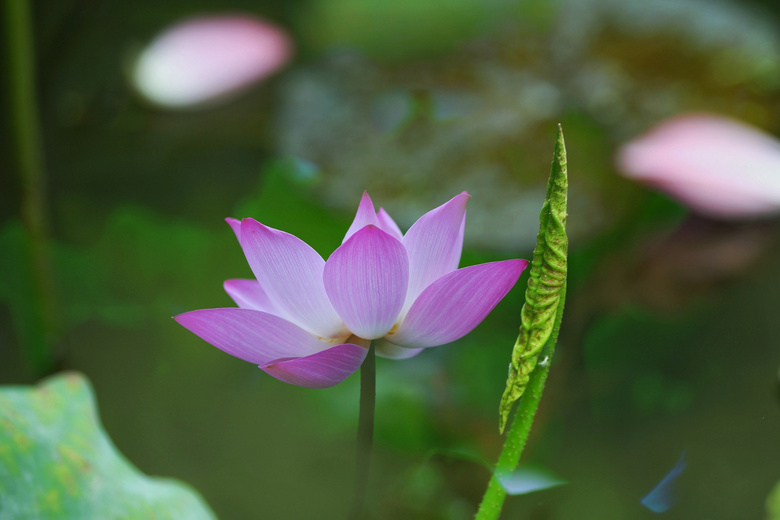 荷叶莲花常相映-风景照-19摄区-杭州19楼