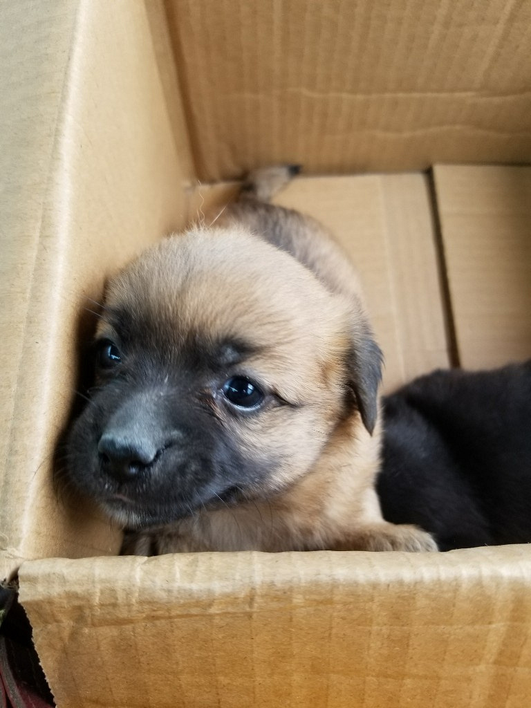 满月小体型中华田园犬免费领养