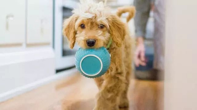 总败给狗狗无辜的眼神,狗狗一讨吃就给它吃了,怎么办才好?