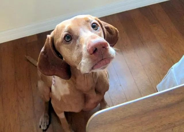 总败给狗狗无辜的眼神,狗狗一讨吃就给它吃了,怎么办才好?