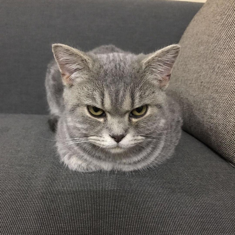 被猫主子鄙视是怎样的一种体验?