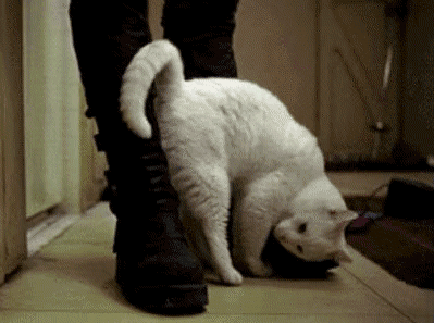 冷知识:测试你的"猫奴"等级有多高!