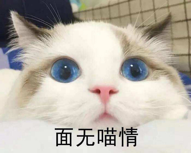 心有多大,才会给猫咪吃人类剩饭!