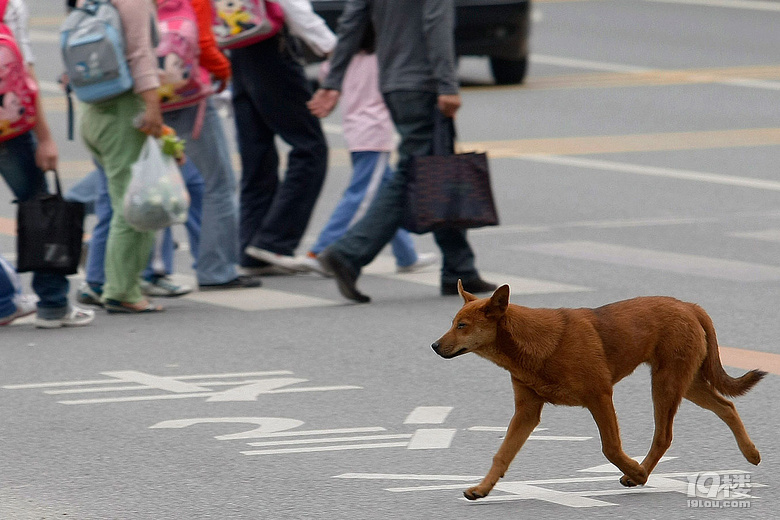 不规范养狗致伤人事件频发,怎么破?