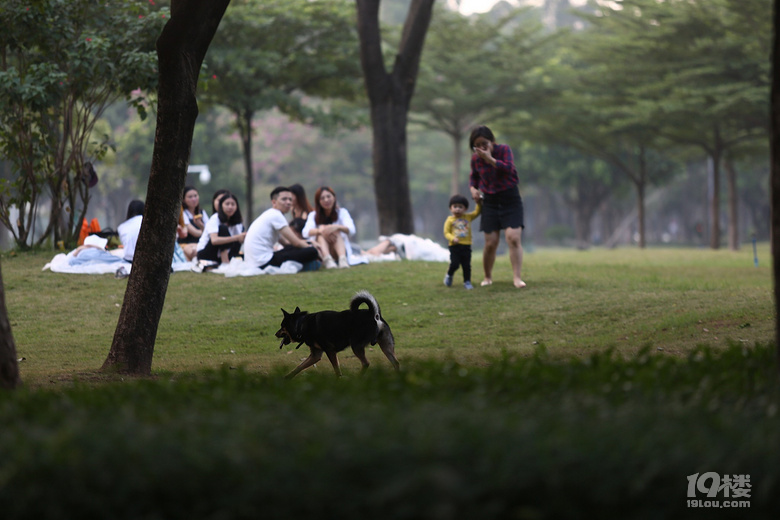 不规范养狗致伤人事件频发,怎么破?
