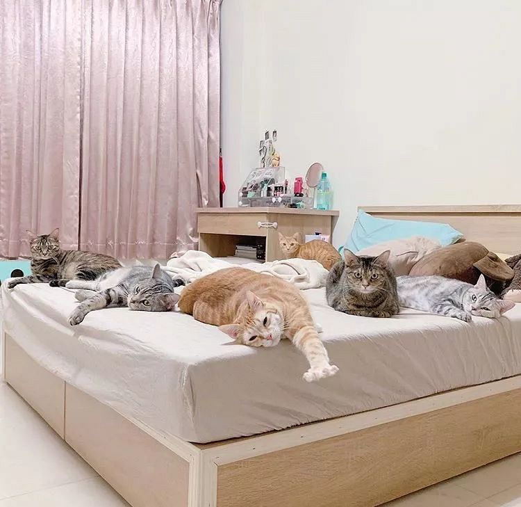 科学研究:终于找到橘猫吃胖的原因了