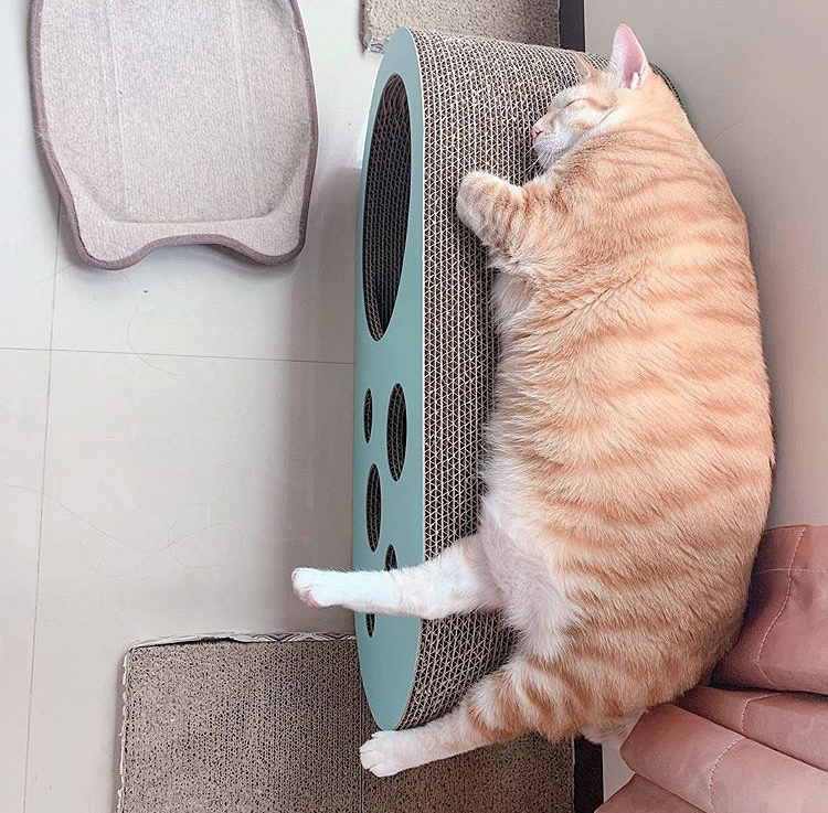 科学研究:终于找到橘猫吃胖的原因了