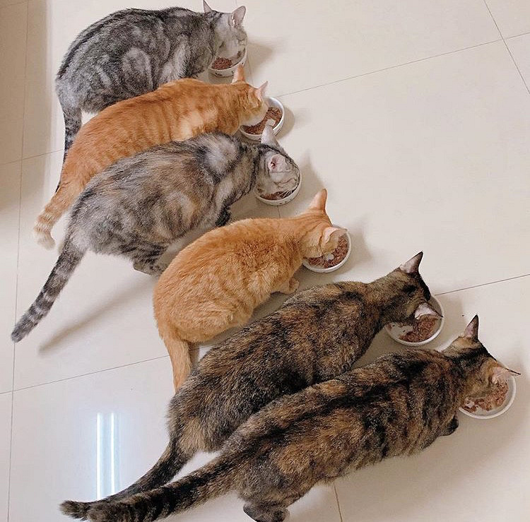 科学研究:终于找到橘猫吃胖的原因了