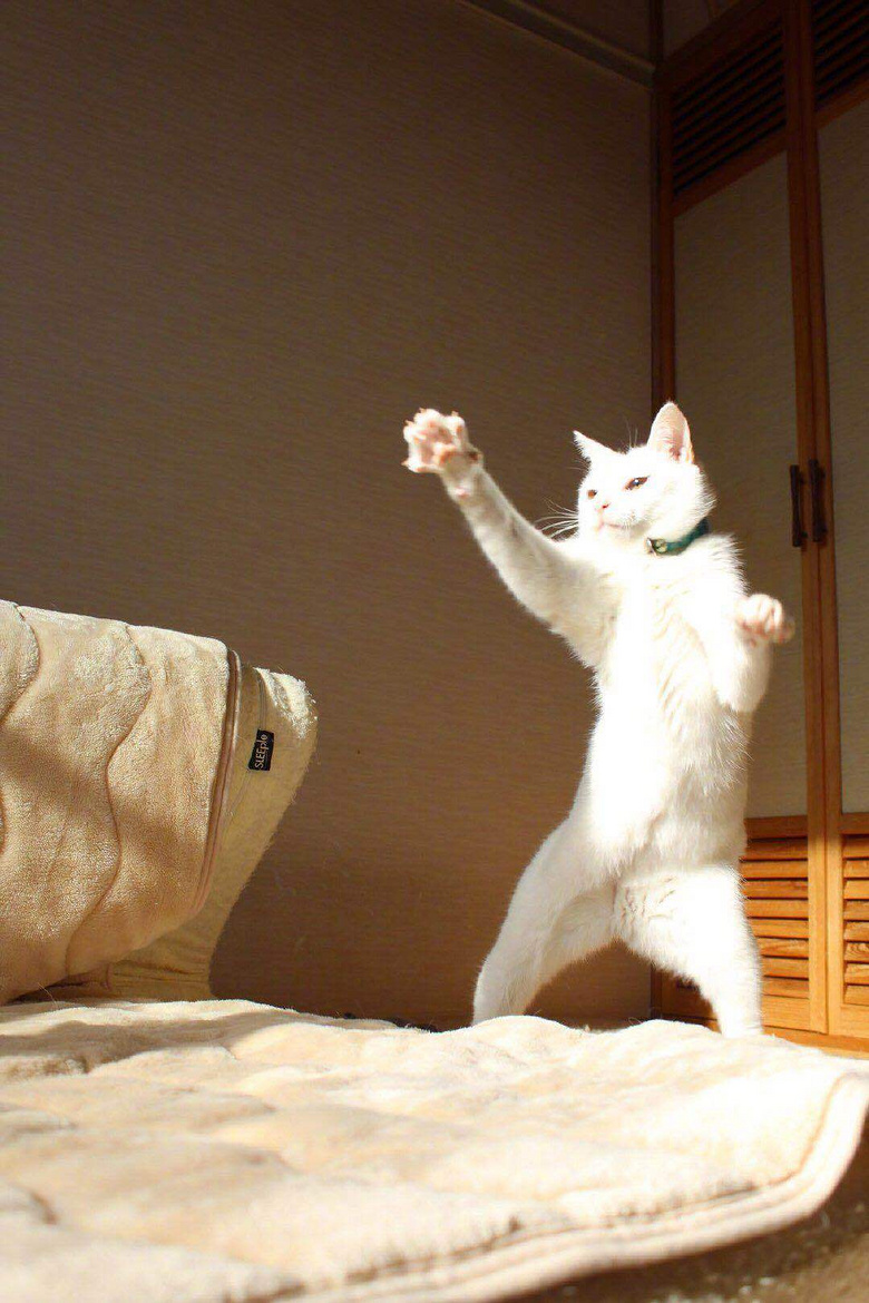 猫咪都是深藏不露的武术大师