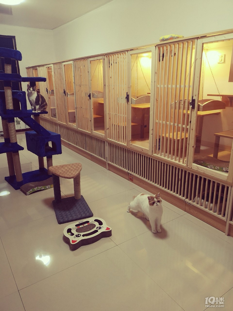 长期接猫咪寄养,可接送-宠物讨论区-杭州19楼
