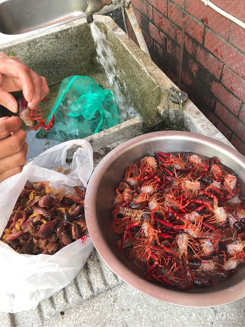 晚上为客人准备了土鸡,红烧肉,龙虾和蔬菜