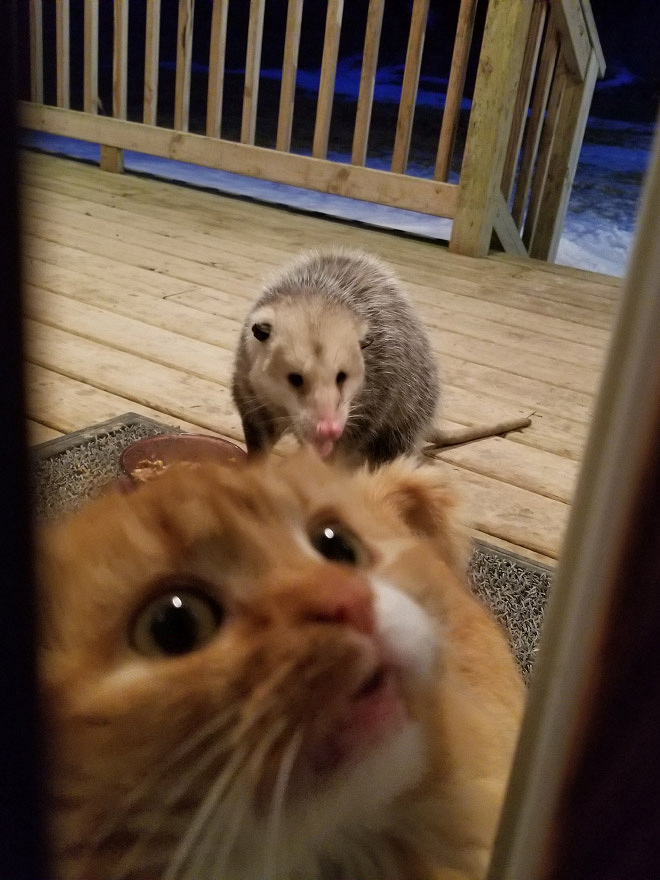 喵星人的食物被负鼠霸占,小表情着急又委屈-吸猫-杭州19楼