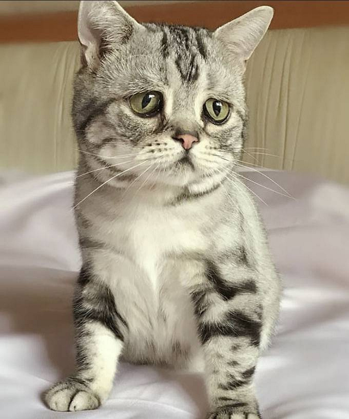 谁欺负了这只小喵喵,一脸的悲伤,看着好惹人疼