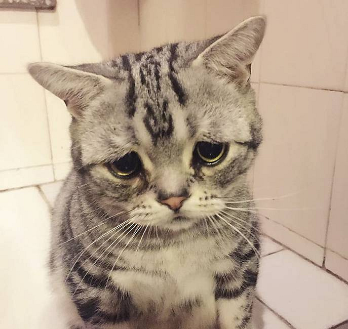 谁欺负了这只小喵喵,一脸的悲伤,看着好惹人疼