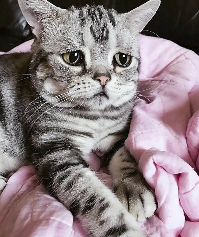 谁欺负了这只小喵喵,一脸的悲伤,看着好惹人疼