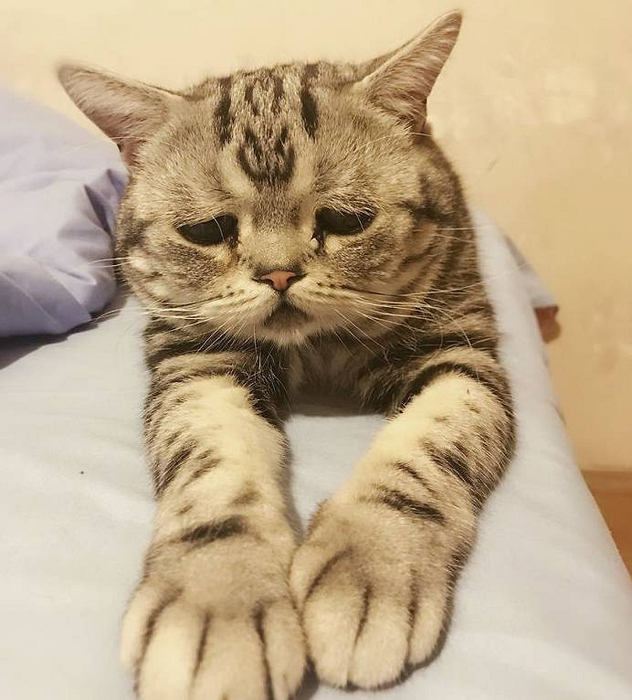 谁欺负了这只小喵喵,一脸的悲伤,看着好惹人疼