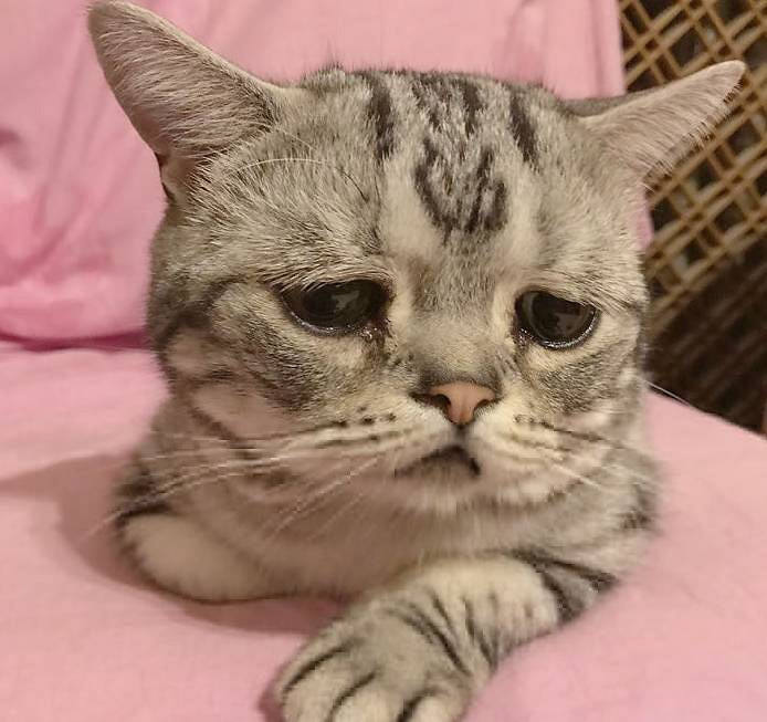 谁欺负了这只小喵喵,一脸的悲伤,看着好惹人疼