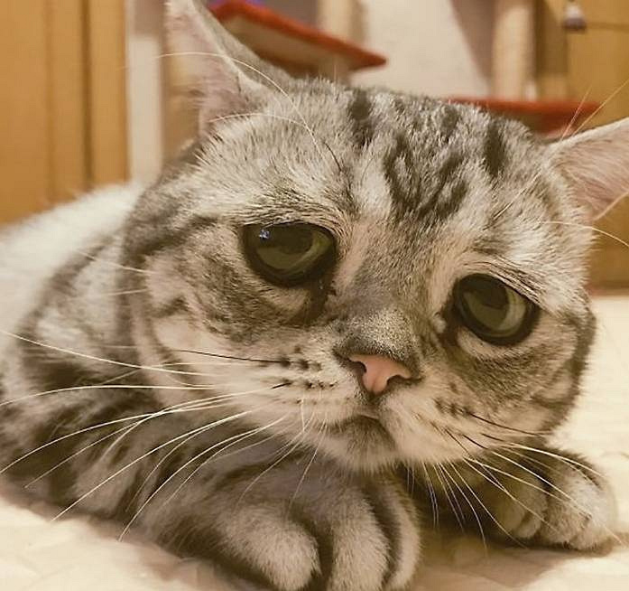 谁欺负了这只小喵喵,一脸的悲伤,看着好惹人疼