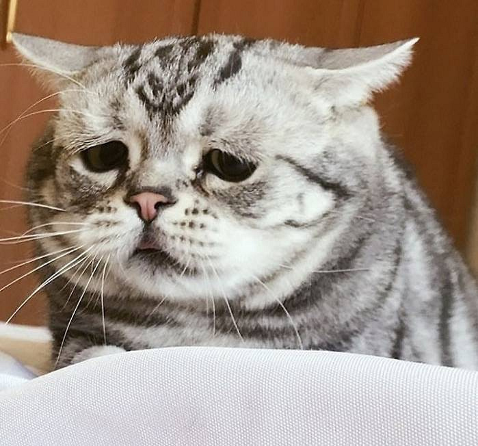 谁欺负了这只小喵喵,一脸的悲伤,看着好惹人疼