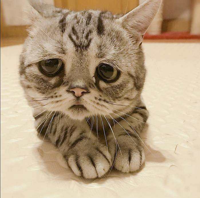 谁欺负了这只小喵喵,一脸的悲伤,看着好惹人疼