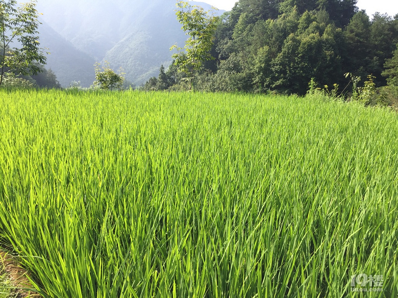 走進(jìn)績(jī)溪過(guò)暑假