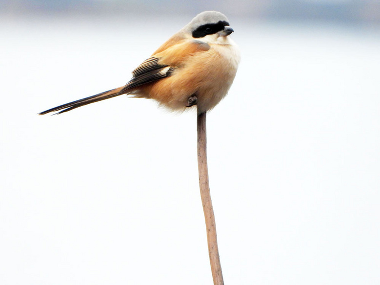 我发2张小图,都是尼康p1000一体机所拍