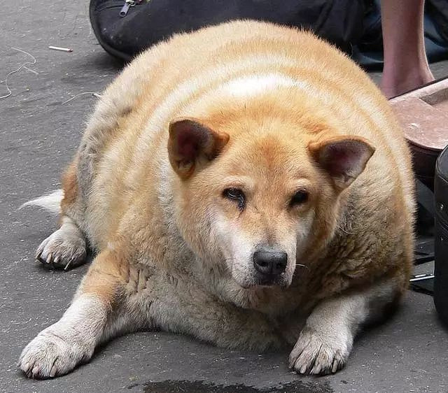 狗狗发胖变猪,大部分都是主人的锅,爱它就赶紧帮它减肥