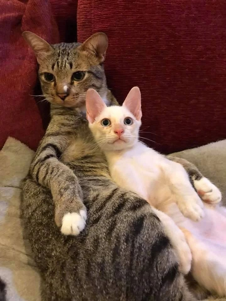 这只猫左右拥抱,简直是猫生赢家!