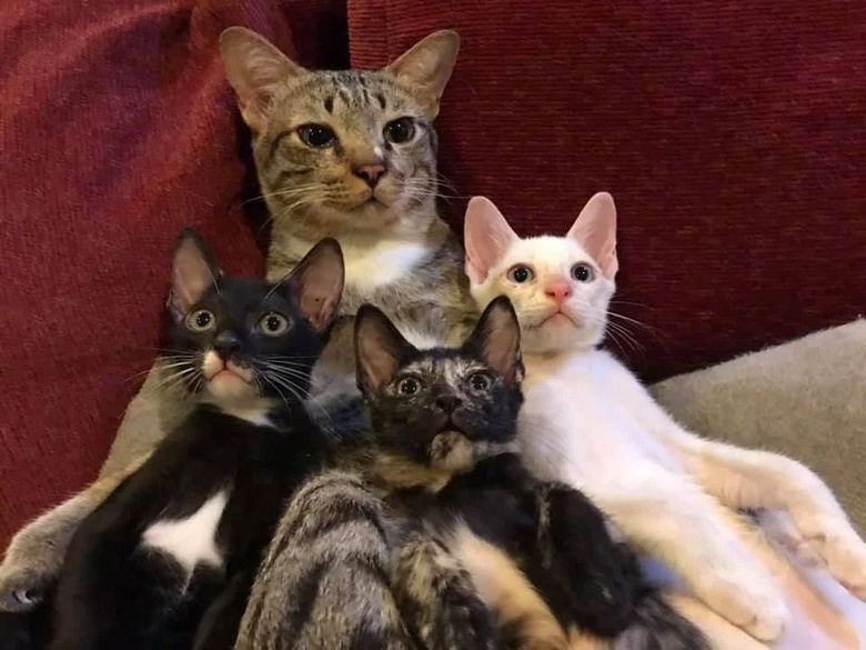 这只猫左右拥抱,简直是猫生赢家!